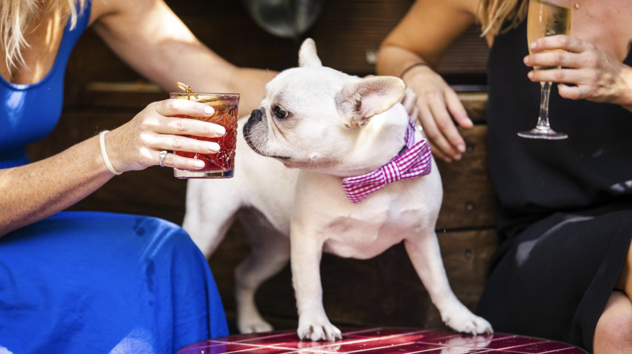 A dog surrounded by people with their drinks at The Golden Sheaf