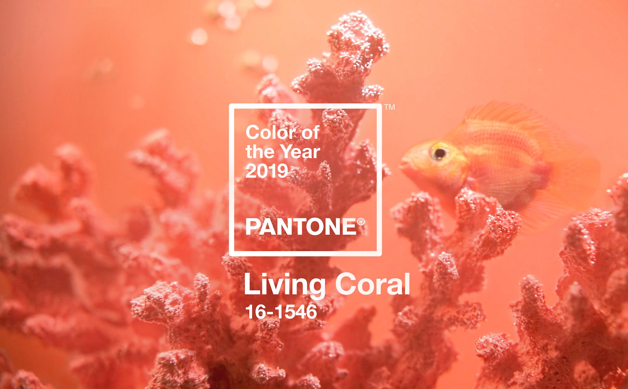 Image of goldfish and coral featuring the Pantone Colour of the Year Living Coral