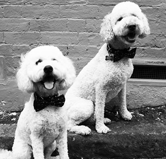 BD Woof & Finn